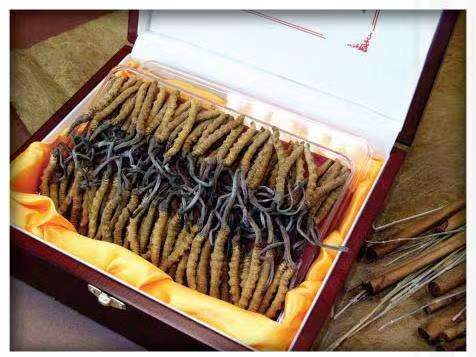 蒸湘冬虫夏草回收